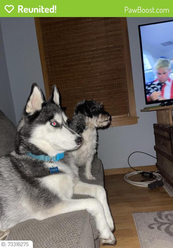 Reunited Female Dog last seen Near 79th St SE, Grand Rapids, MI 49508, USA, Grand Rapids, MI 49508