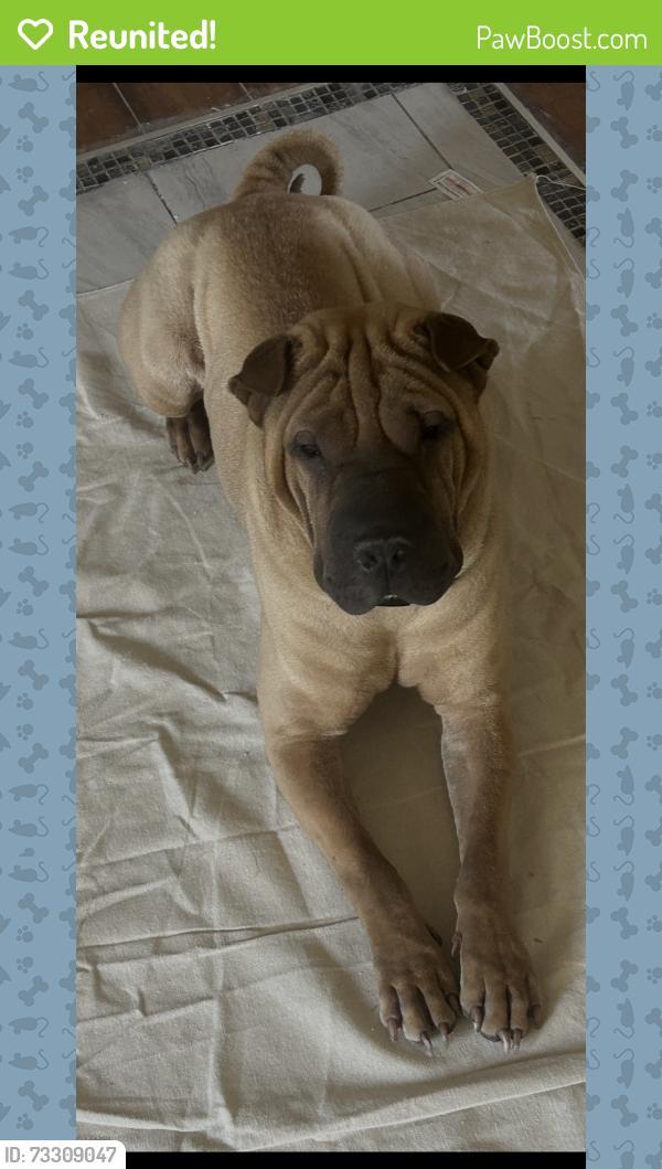 Reunited Male Dog last seen 43rd gary, Lubbock, TX 79413