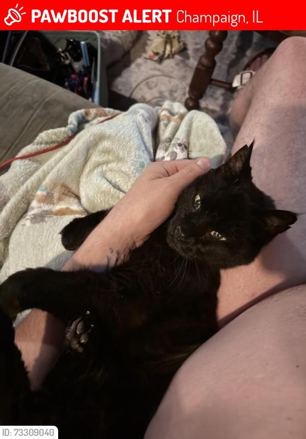 Lost Male Cat last seen West Columbia ave, Champaign, il, Champaign, IL 61820
