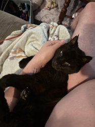 Lost Male Cat last seen West Columbia ave, Champaign, il, Champaign, IL 61820