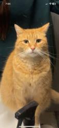 Lost Male Cat last seen Shaffer Road, Newfield, NY 14867