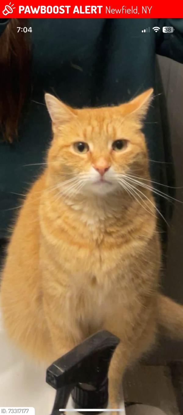Lost Male Cat last seen Shaffer Road, Newfield, NY 14867