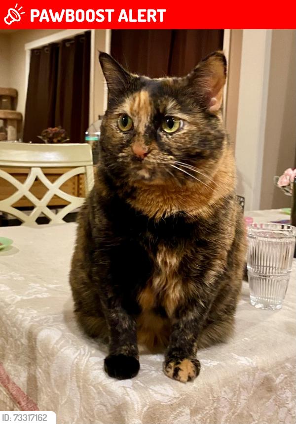 Lost Female Cat last seen 72nd Avenue West and 224th Street SW, Mountlake Terrace, WA 98043