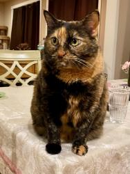 Lost Female Cat last seen 72nd Avenue West and 224th Street SW, Mountlake Terrace, WA 98043