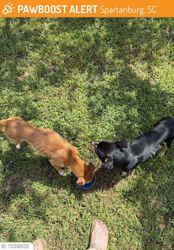 Found/Stray Male Dog last seen Don’t know, Spartanburg, SC 29306