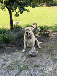 Reunited Male Dog last seen S. Rucker and Anne Rachel Ln, Rutherford County, TN 37037