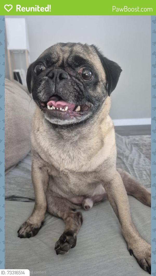 Reunited Male Dog last seen Campo Road & Florence Terrace, 1 block west of Steele 94 restaurant, Spring Valley, CA 91978