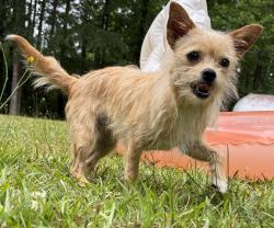 Lost Female Dog last seen Arbor Springs, Newnan, GA 30265