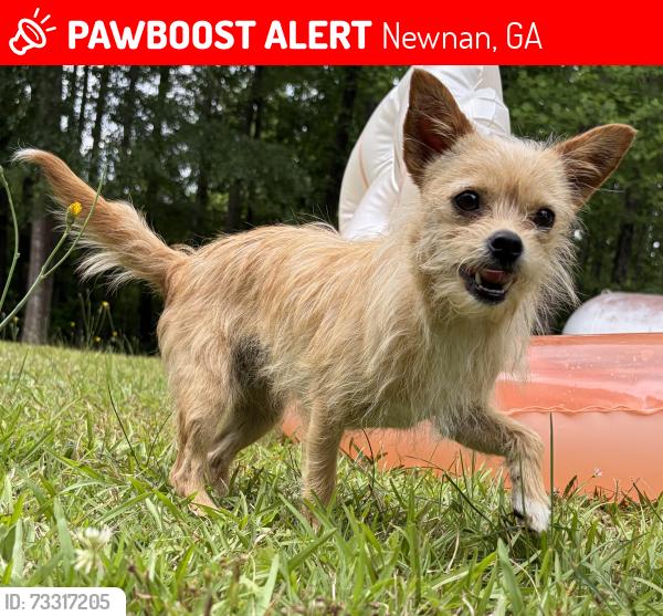 Lost Female Dog last seen Arbor Springs, Newnan, GA 30265