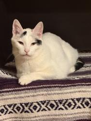 Lost Male Cat last seen Trees of Wheaton, Wheaton, IL 60189