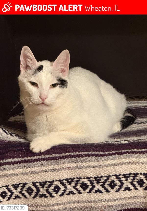 Lost Male Cat last seen Trees of Wheaton, Wheaton, IL 60189