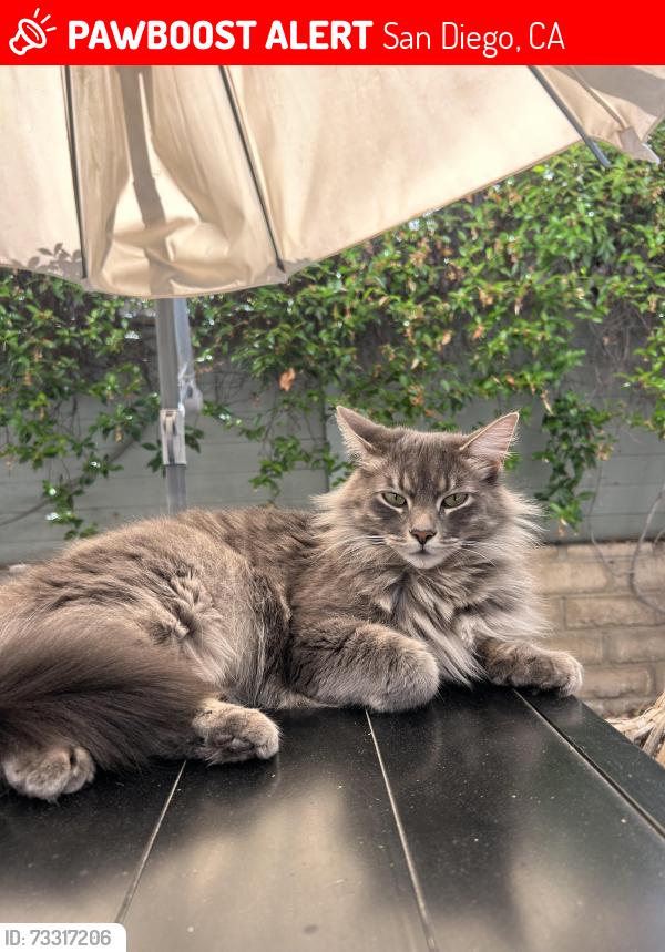 Lost Male Cat last seen Gresham and Wilbur, San Diego, CA 92109