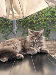 Lost Male Cat last seen Gresham and Wilbur, San Diego, CA 92109