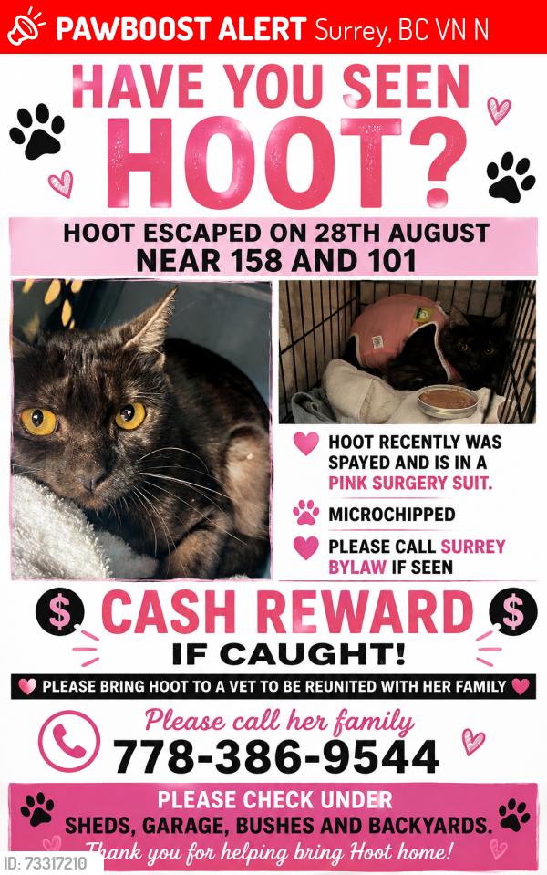 Lost Female Cat last seen Near and 101A ave, Surrey, BC V4N 2N6