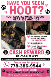 Lost Female Cat last seen Near and 101A ave, Surrey, BC V4N 2N6