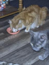 Reunited Male Cat last seen Beade and ferry st, Plymouth, PA 18651