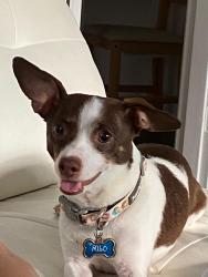 Reunited Male Dog last seen Ravenwood neighborhood, Cincinnati, OH 45242