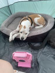 Reunited Male Dog last seen W Emory Rd & Gill Rd, Powell, TN 37849