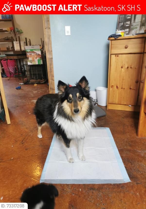 Lost Male Dog last seen College park, Saskatoon, SK S7H 3S3