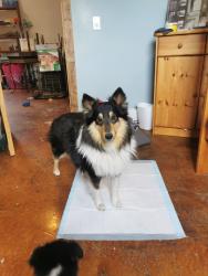 Lost Male Dog last seen College park, Saskatoon, SK S7H 3S3