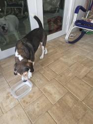 Reunited Male Dog last seen near waterpark, Cape Coral, FL 33990