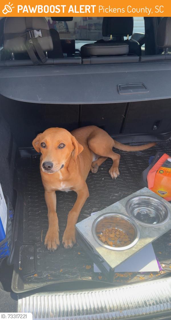 Found/Stray Male Dog last seen Looper rd, Pickens County, SC 29640