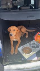 Found/Stray Male Dog last seen Looper rd, Pickens County, SC 29640