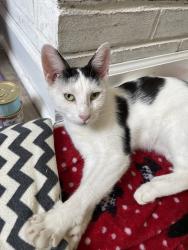 Found/Stray Female Cat last seen Laurel Hill Drive, Burlington, NC 27215
