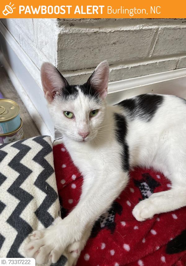Found/Stray Female Cat last seen Laurel Hill Drive, Burlington, NC 27215