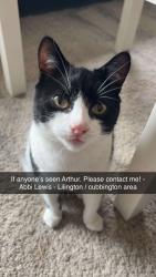 Lost Male Cat last seen Near tesco in cubbington, Royal Leamington Spa, England CV32 7AE