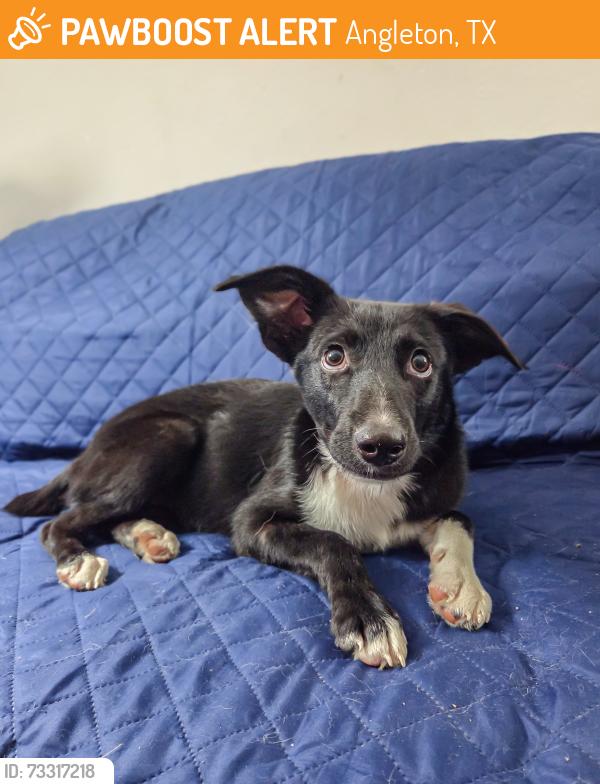 Found/Stray Female Dog last seen E Henderson Road, Angleton, TX 77515