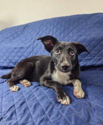 Found/Stray Female Dog last seen E Henderson Road, Angleton, TX 77515