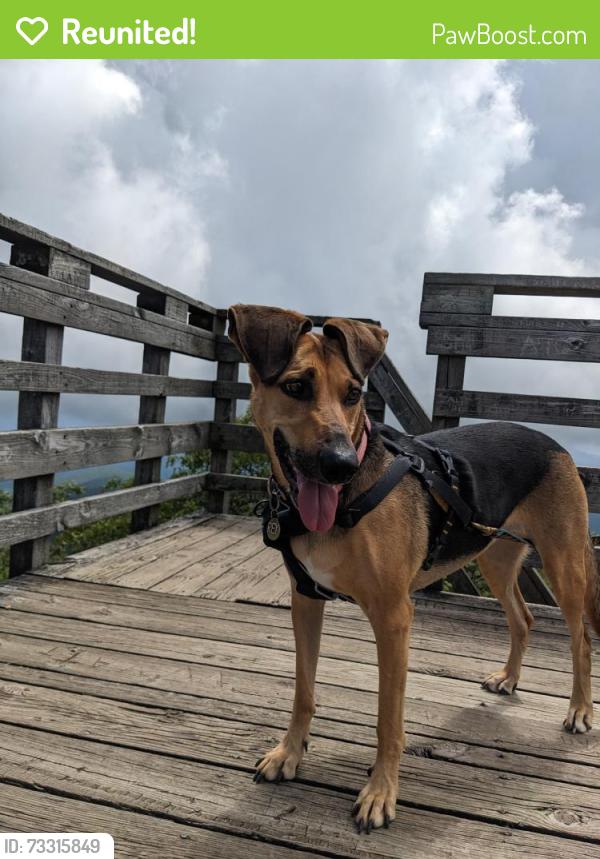 Reunited Female Dog last seen Near Burney street, Athens, GA 30601