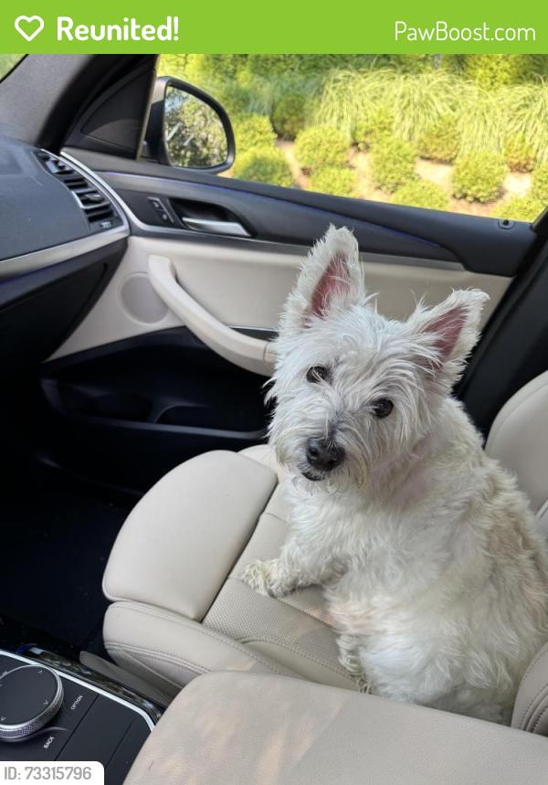 Reunited Female Dog last seen N Clay Ave, Kirkwood, MO 63122, USA, Kirkwood, MO 63122