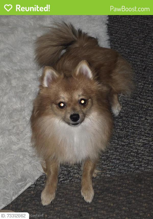 Reunited Unknown Dog last seen La Ladera Rd. and Black Quail Rd., Peralta, NM 87042