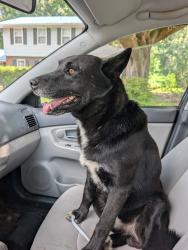 Found/Stray Male Dog last seen Edgebrook Dr and Fowler, Garner, NC 27529