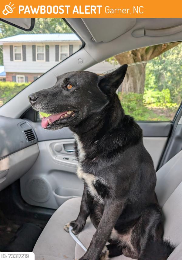 Found/Stray Male Dog last seen Edgebrook Dr and Fowler, Garner, NC 27529