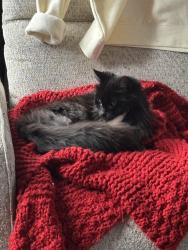 Lost Female Cat last seen Thompson and Adalaide, London, ON N5Z 5C9