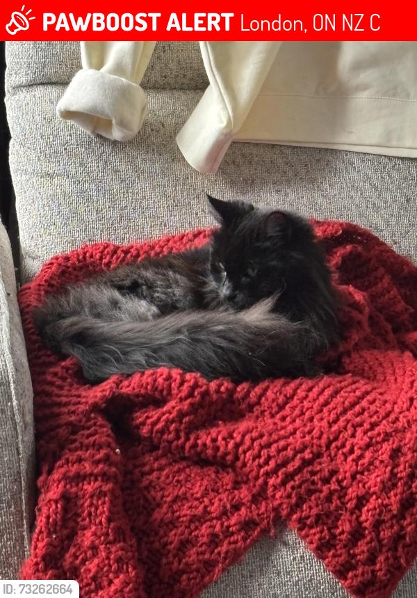 Lost Female Cat last seen Thompson and Adalaide, London, ON N5Z 5C9