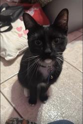Reunited Male Cat last seen Beechaven Dr, San Antonio, TX 78207, USA, San Antonio, TX 78207