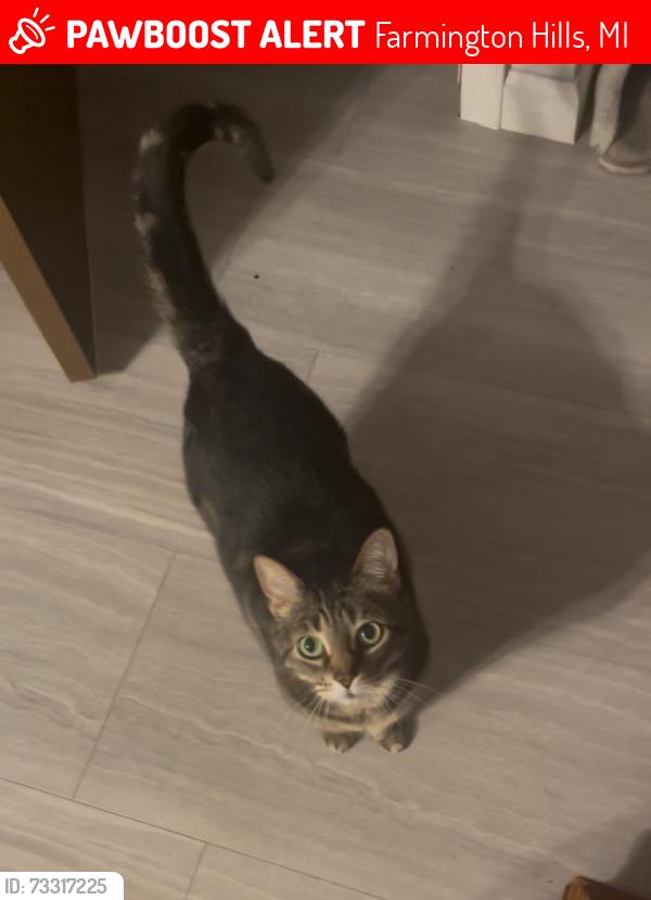 Lost Female Cat last seen Near 10 mile, between Orchard Lake & Middlebelt Rd, Farmington Hills, MI 48336