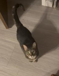 Lost Female Cat last seen Near 10 mile, between Orchard Lake & Middlebelt Rd, Farmington Hills, MI 48336