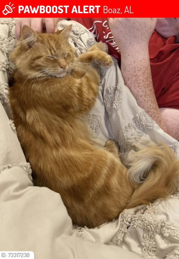 Lost Male Cat last seen Shiloh farms, Jessie rd, whit lane, Boaz, AL 35957