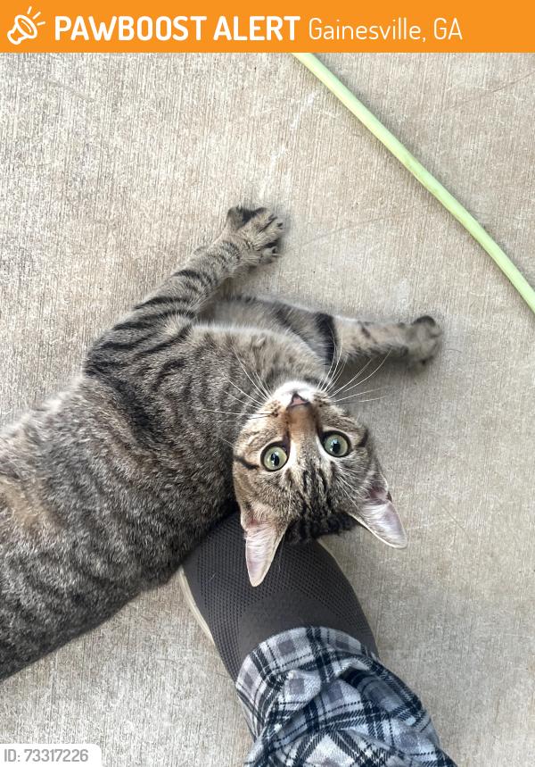 Found/Stray Female Cat last seen Francis Meadows, Gainesville, GA 30501
