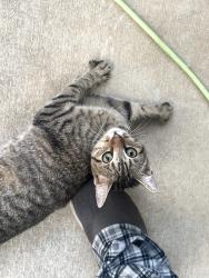 Found/Stray Female Cat last seen Francis Meadows, Gainesville, GA 30501