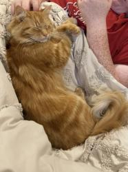 Lost Male Cat last seen Shiloh farms, Jessie rd, whit lane, Boaz, AL 35957