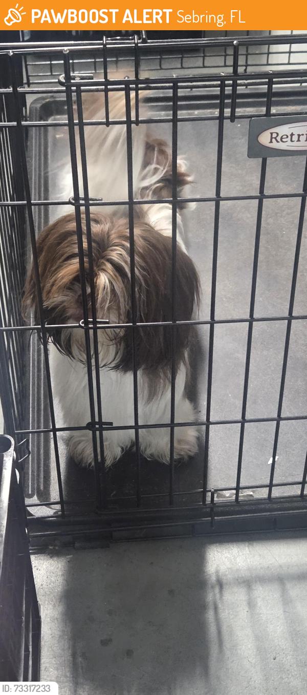 Found/Stray Unknown Dog last seen Highland Rd, Sebring, FL, Sebring, FL 33870
