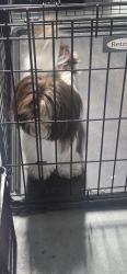 Found/Stray Unknown Dog last seen Highland Rd, Sebring, FL, Sebring, FL 33870