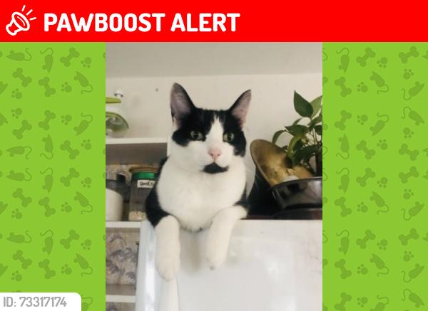 Lost Male Cat last seen Lougheed HWY alley between 221 St and Carshill St., Maple Ridge, BC V2X 7V8