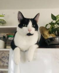 Lost Male Cat last seen Lougheed HWY alley between 221 St and Carshill St., Maple Ridge, BC V2X 7V8
